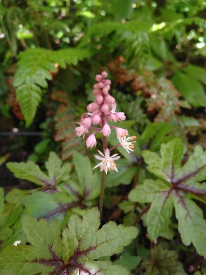 Tiarella cordifolia flower
