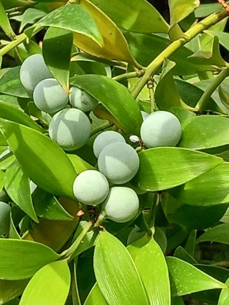 Nageia nagi fruit