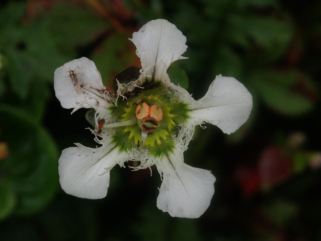 Parnassia wightiana — search result for 'Parnassia'