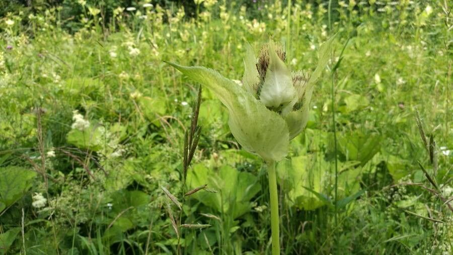 Cirsium oleraceum fruit