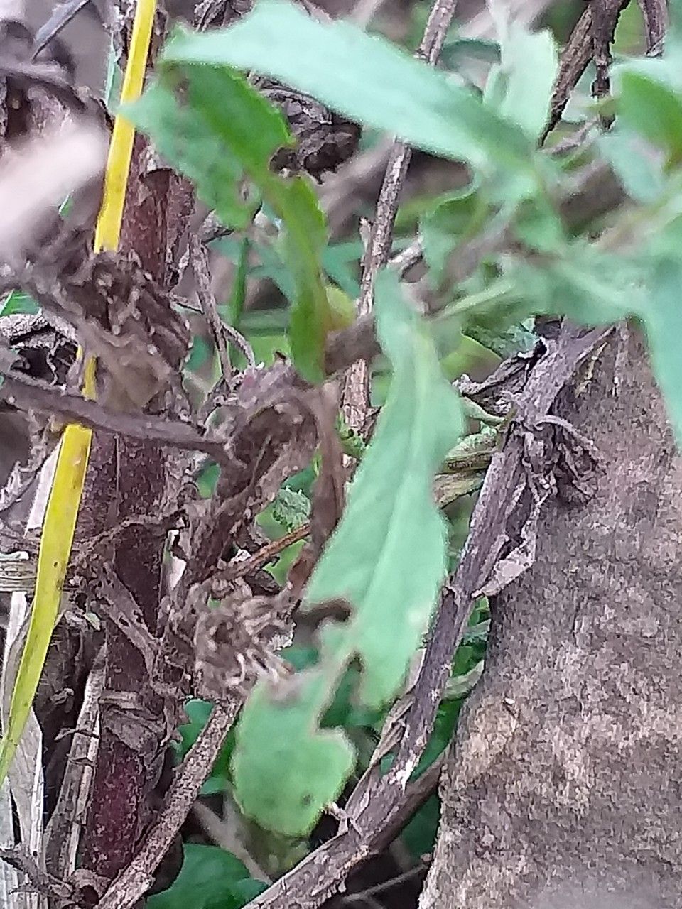 Sphaeranthus suaveolens bark