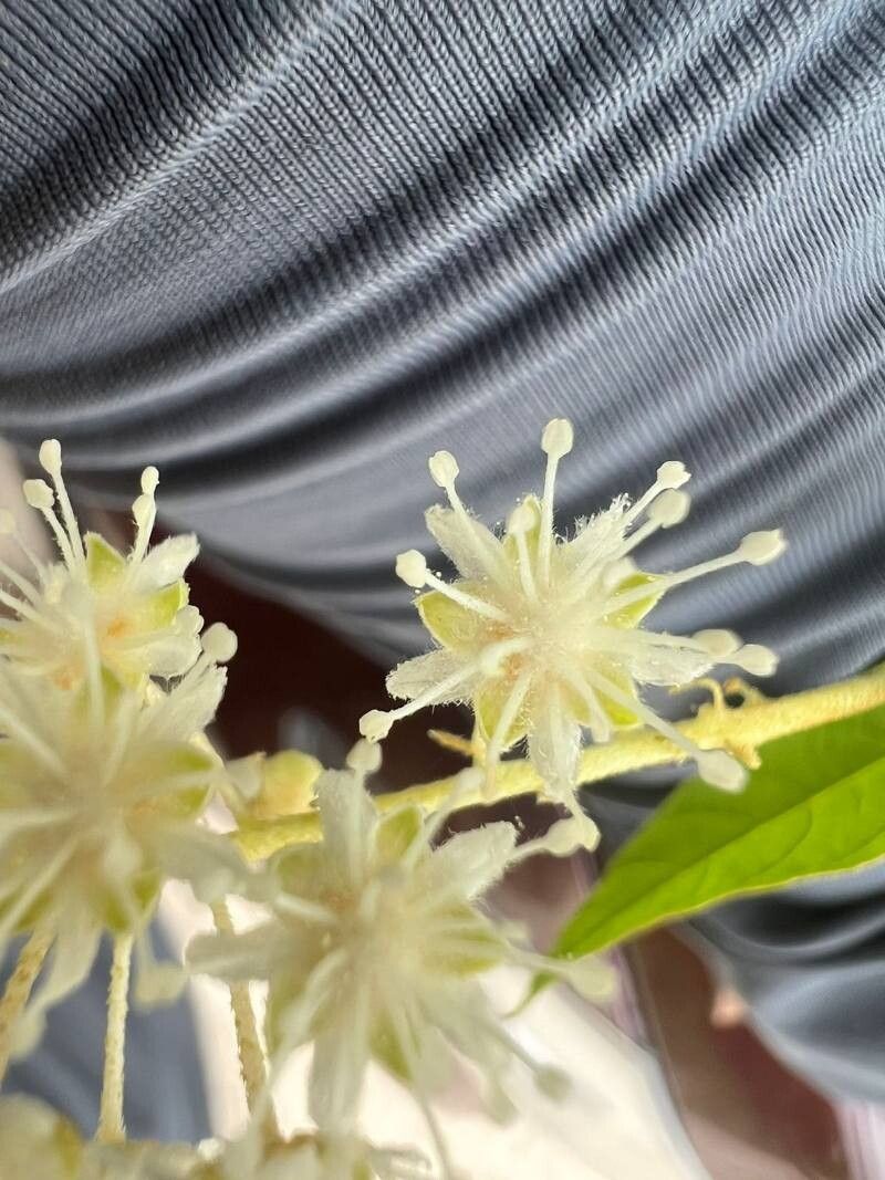 Croton blanchetianus flower