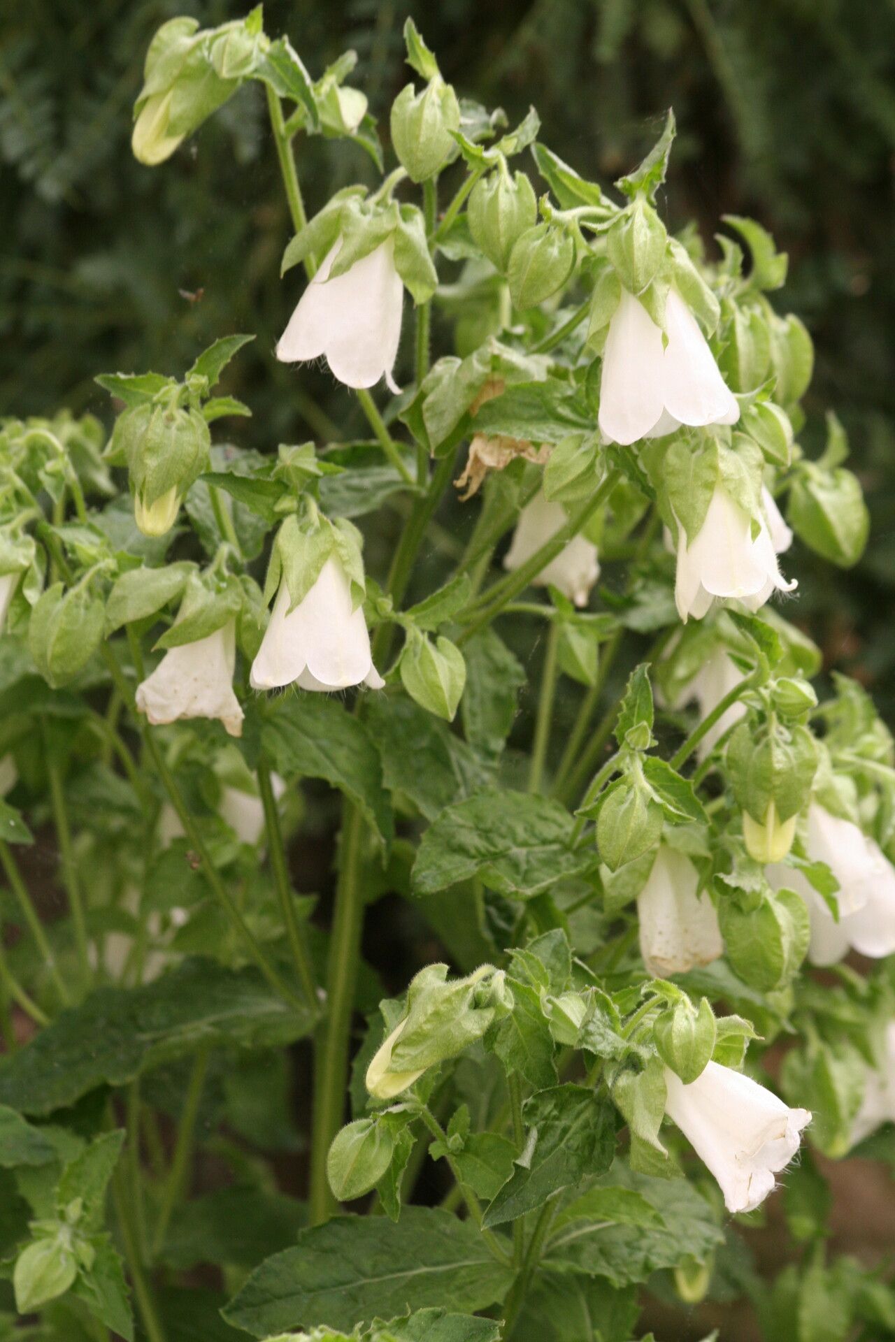 Campanula hofmannii — houseplant care guide