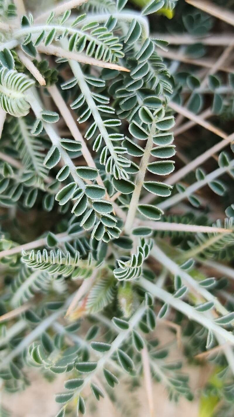 Astragalus sieberi — houseplant care guide