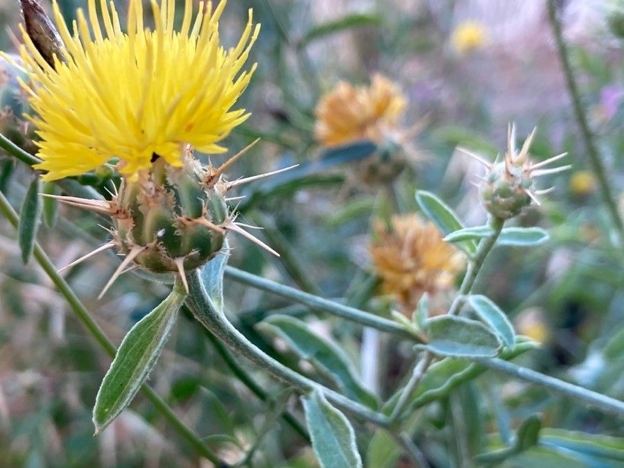 Centaurea sicula flower