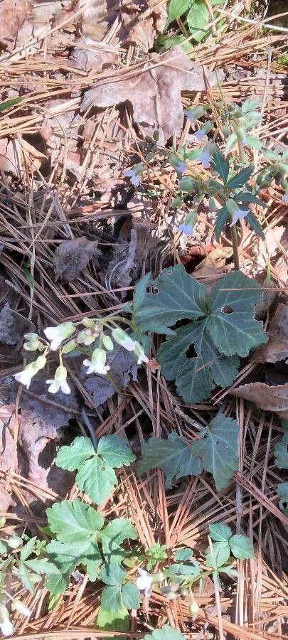 Cardamine angustata leaf