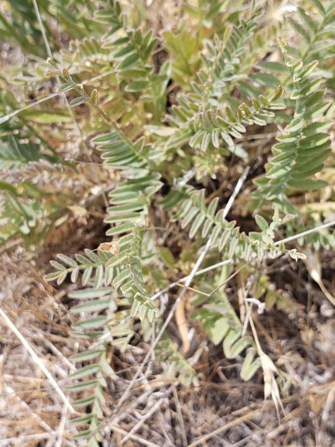 Astragalus reventiformis — search result for 'Astragalus'