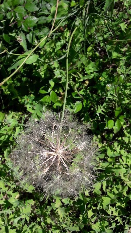 Tragopogon crocifolius fruit