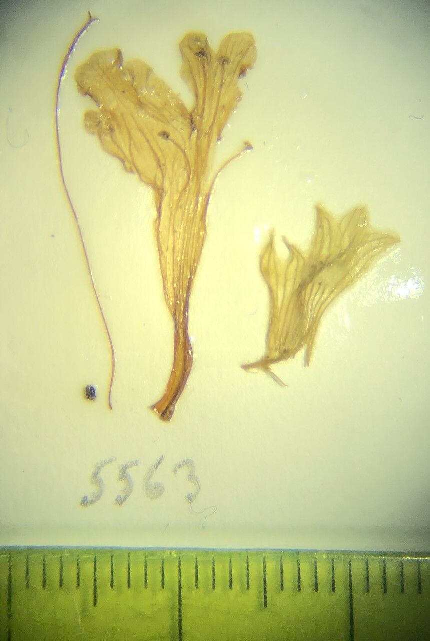 Nepeta pharica other