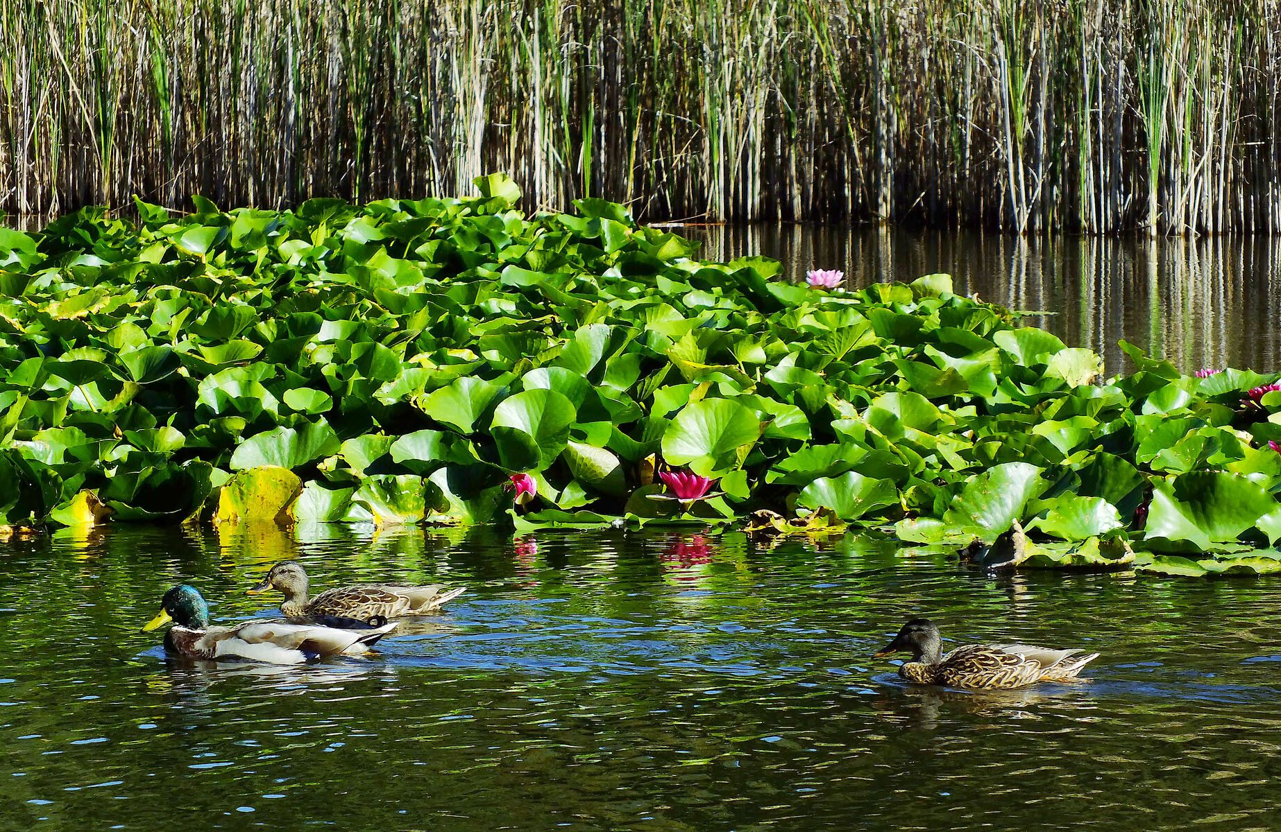 Nymphaea × marliacea habit