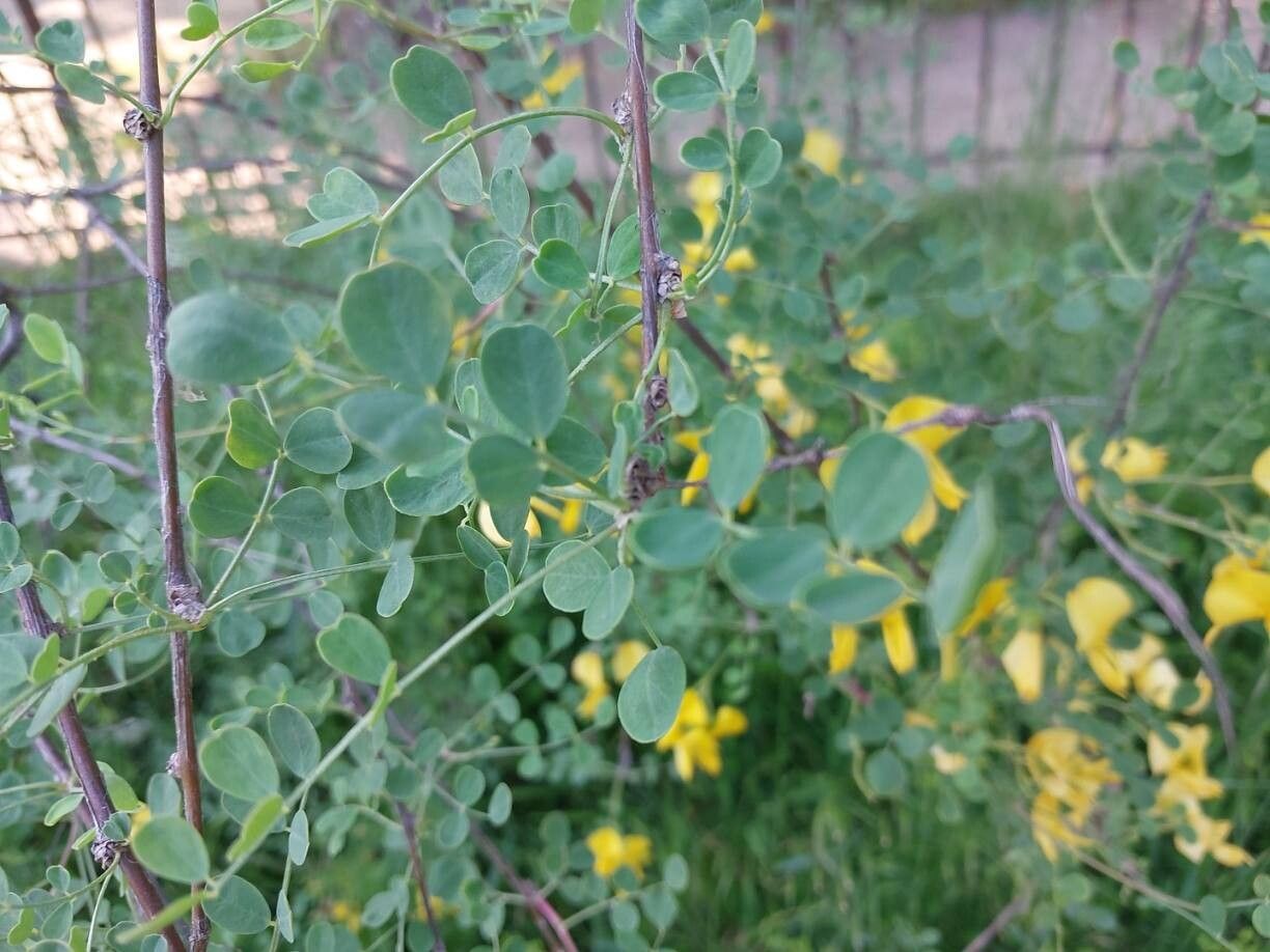 Colutea persica — search result for 'Colutea'