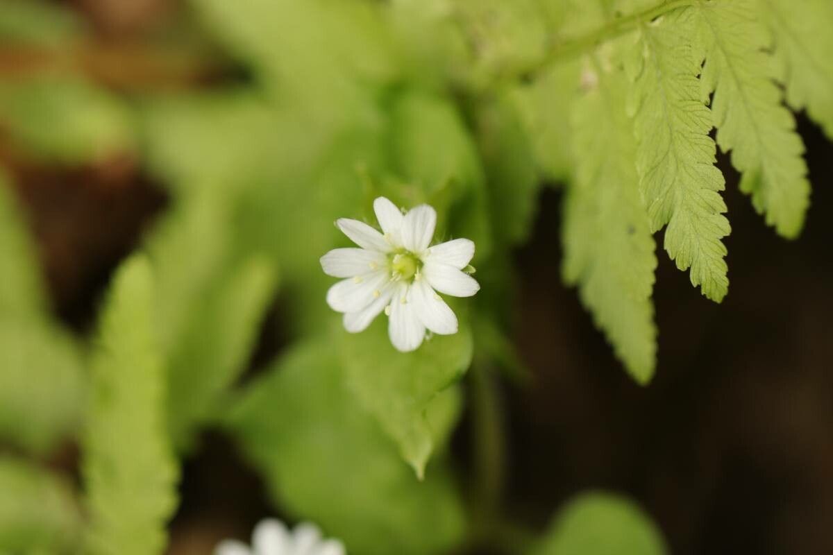 Stellaria sessiliflora flower