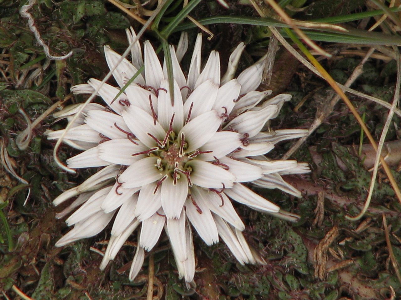 Hypochaeris echegarayi — search result for 'Hypochaeris'