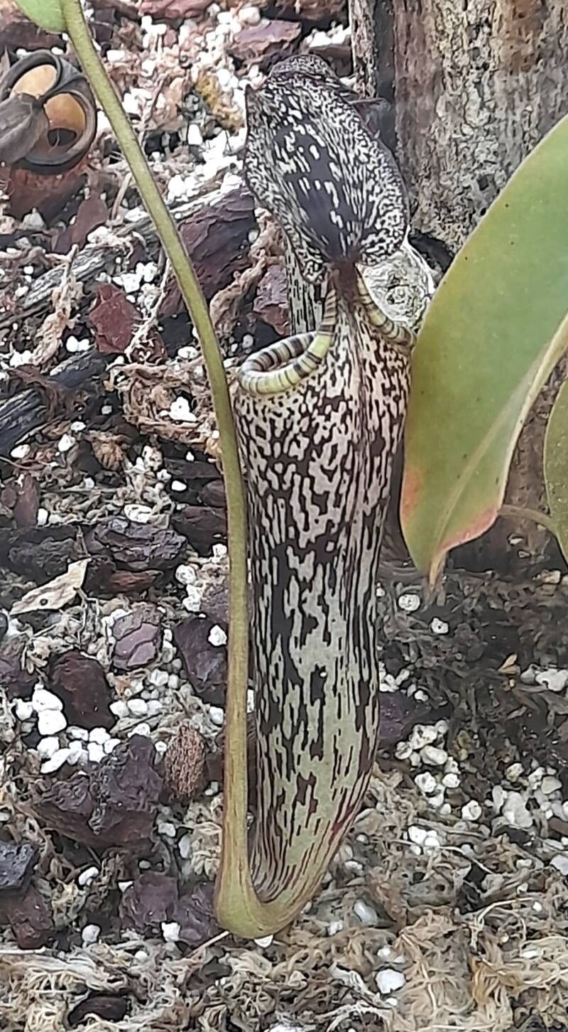 Nepenthes vogelii — search result for 'Nepenthes'