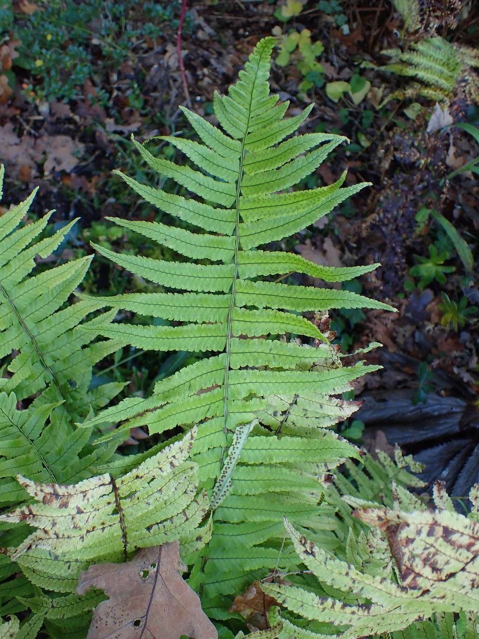 Dryopteris dickinsii habit