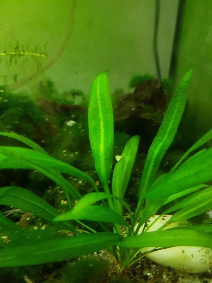 Echinodorus grisebachii — search result for 'Alismataceae'