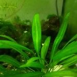 Echinodorus grisebachii