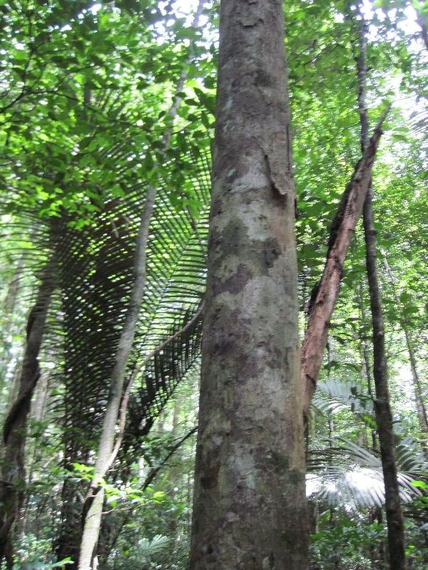 Eschweilera micrantha habit