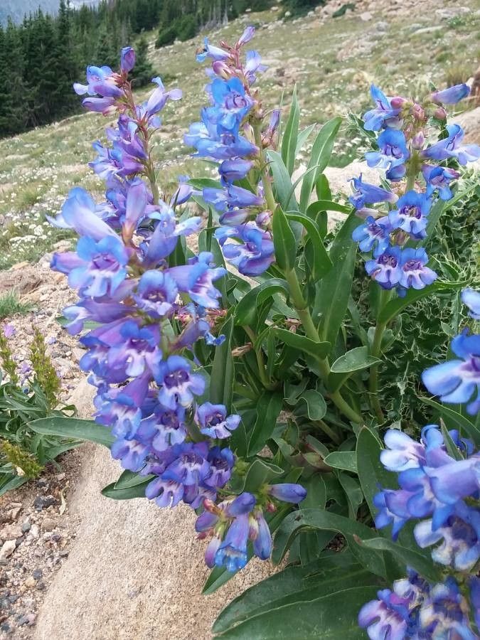 Penstemon speciosus — search result for 'Penstemon'