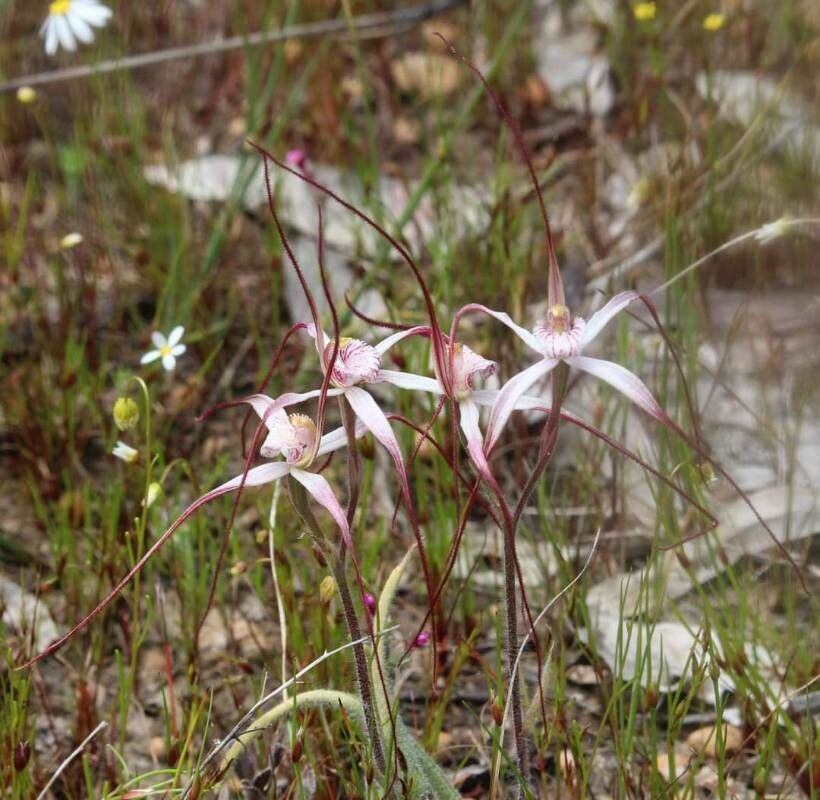 Caladenia pendens — houseplant care guide
