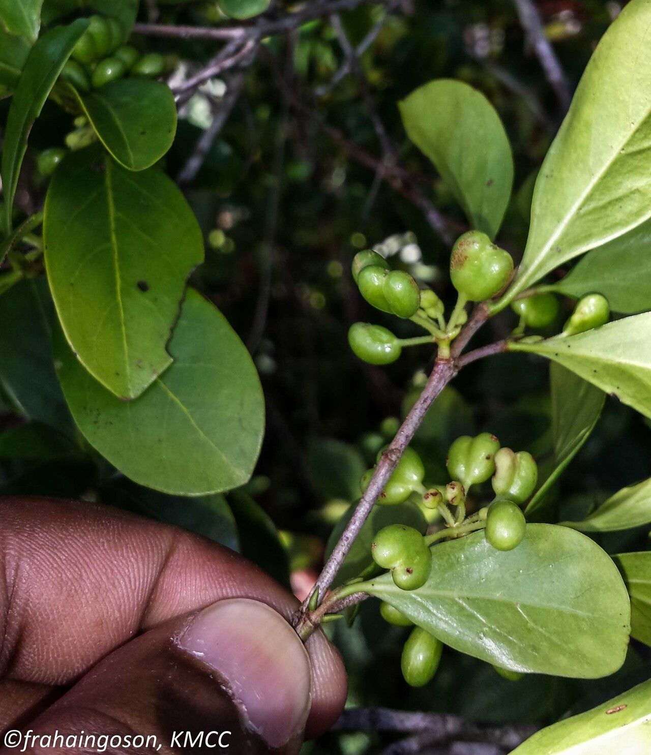 Pyrostria media fruit