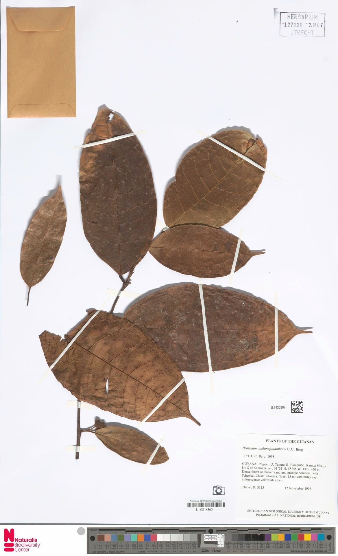 Brosimum melanopotamicum — search result for 'Brosimum'