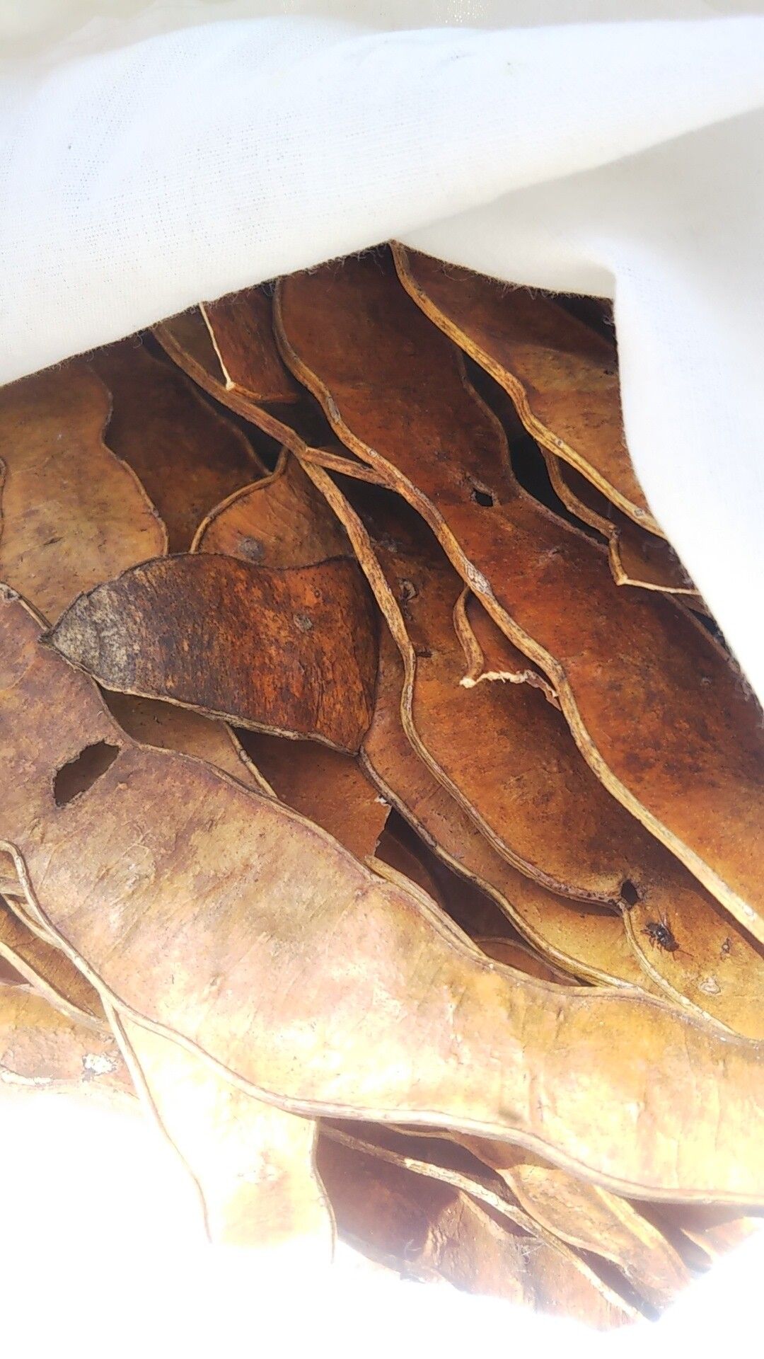 Albizia greveana — houseplant care guide