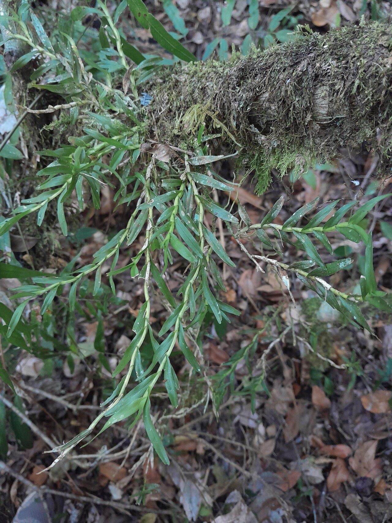 Angraecum pauciramosum habit