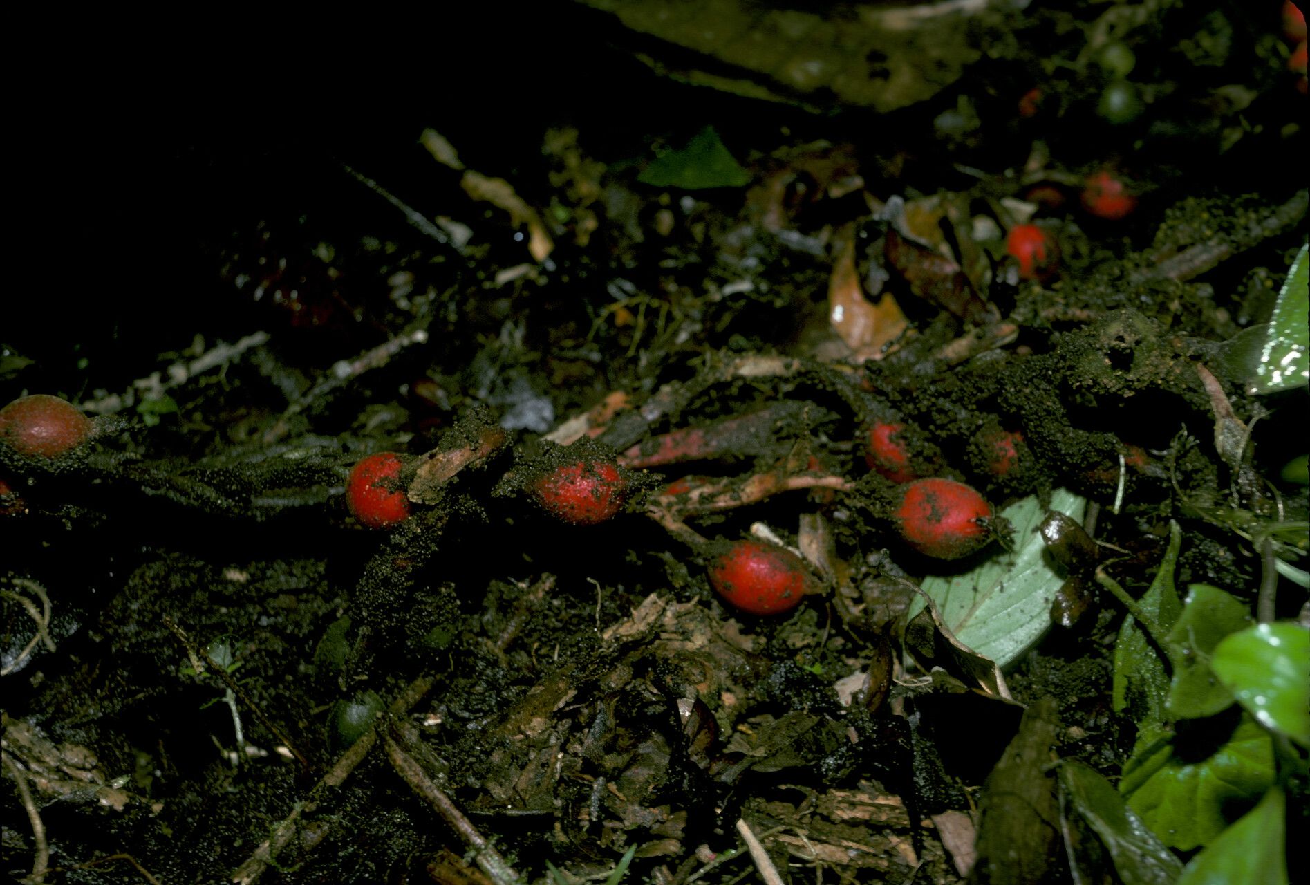 Renealmia orinocensis — search result for 'Renealmia'