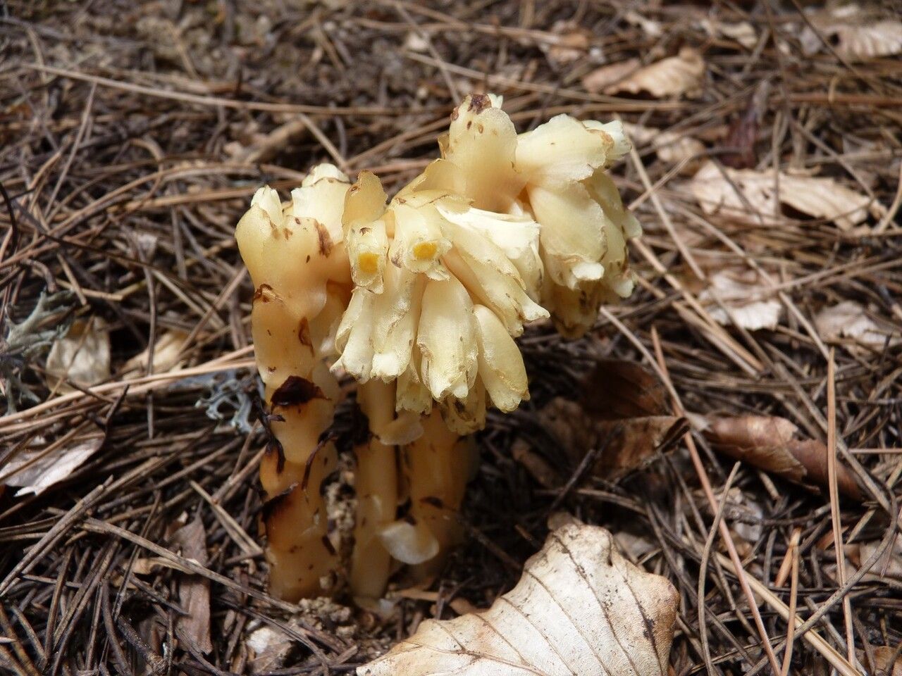 Monotropa hypopitys flower