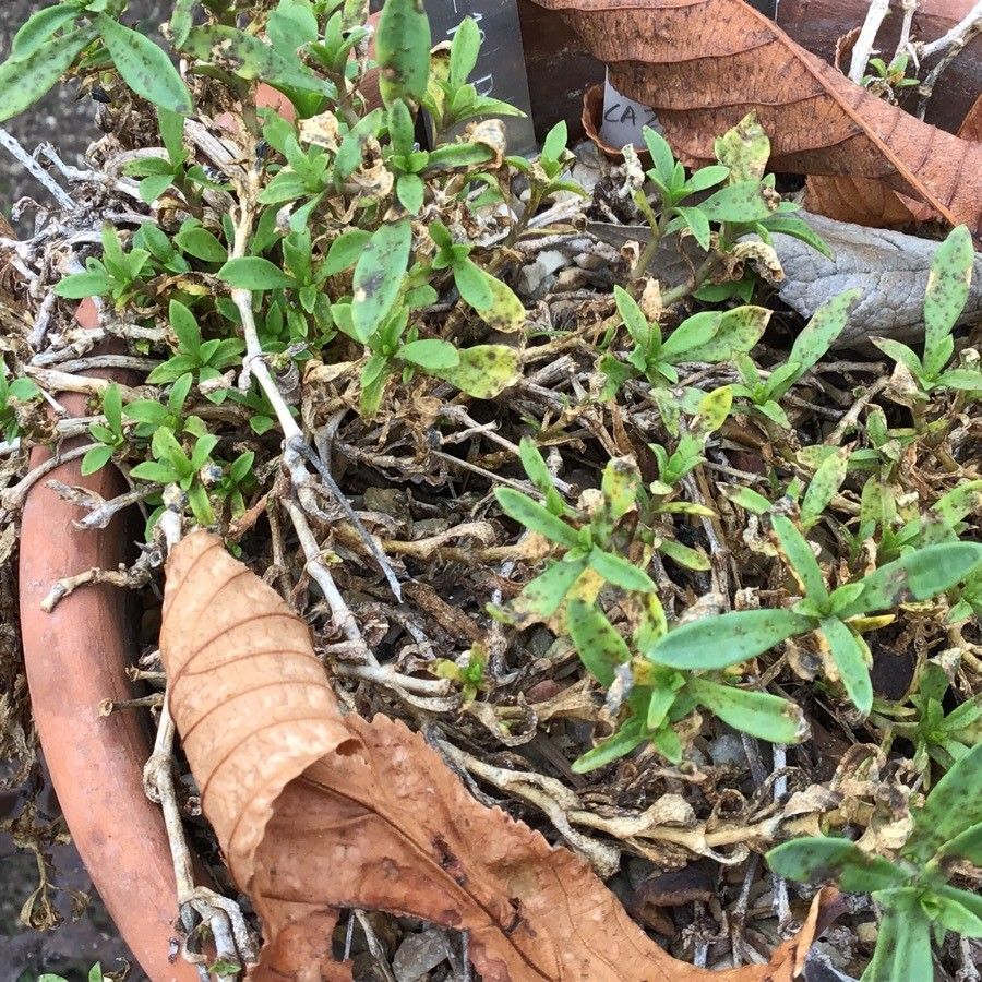 Silene pardoi — search result for 'Silene'