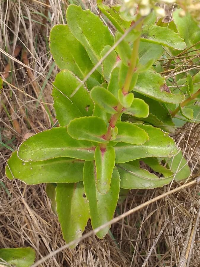 Hylotelephium maximum