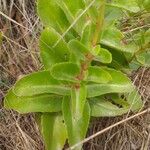 Hylotelephium maximum