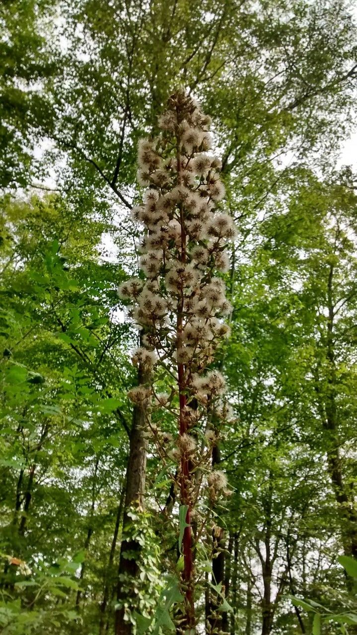 Lactuca biennis fruit