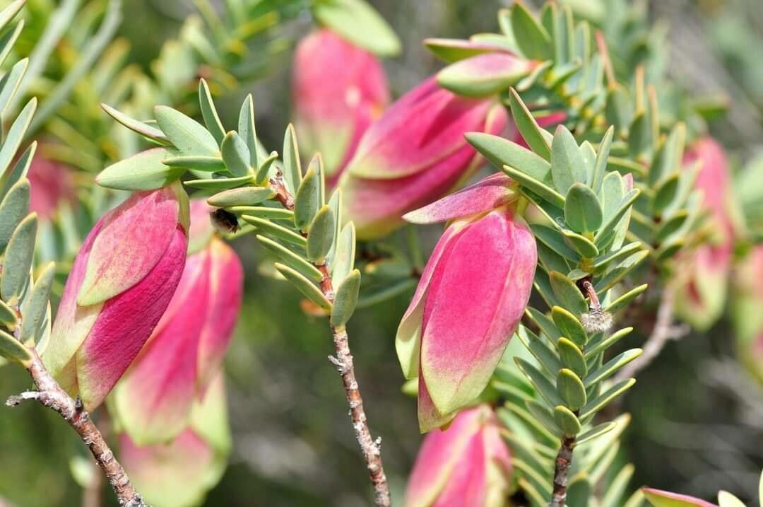 Pimelea physodes — houseplant care guide