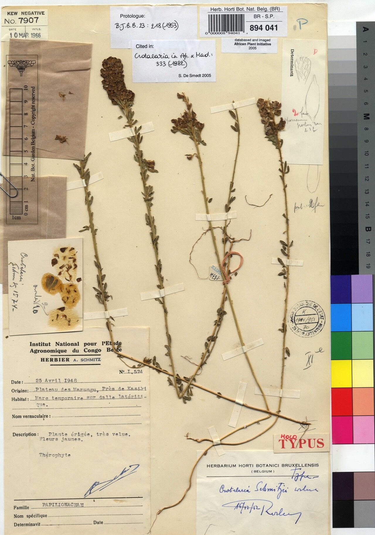 Crotalaria schmitzii — houseplant care guide