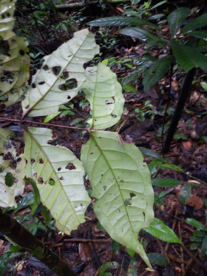 Mouriri sagotiana — search result for 'Mouriri'