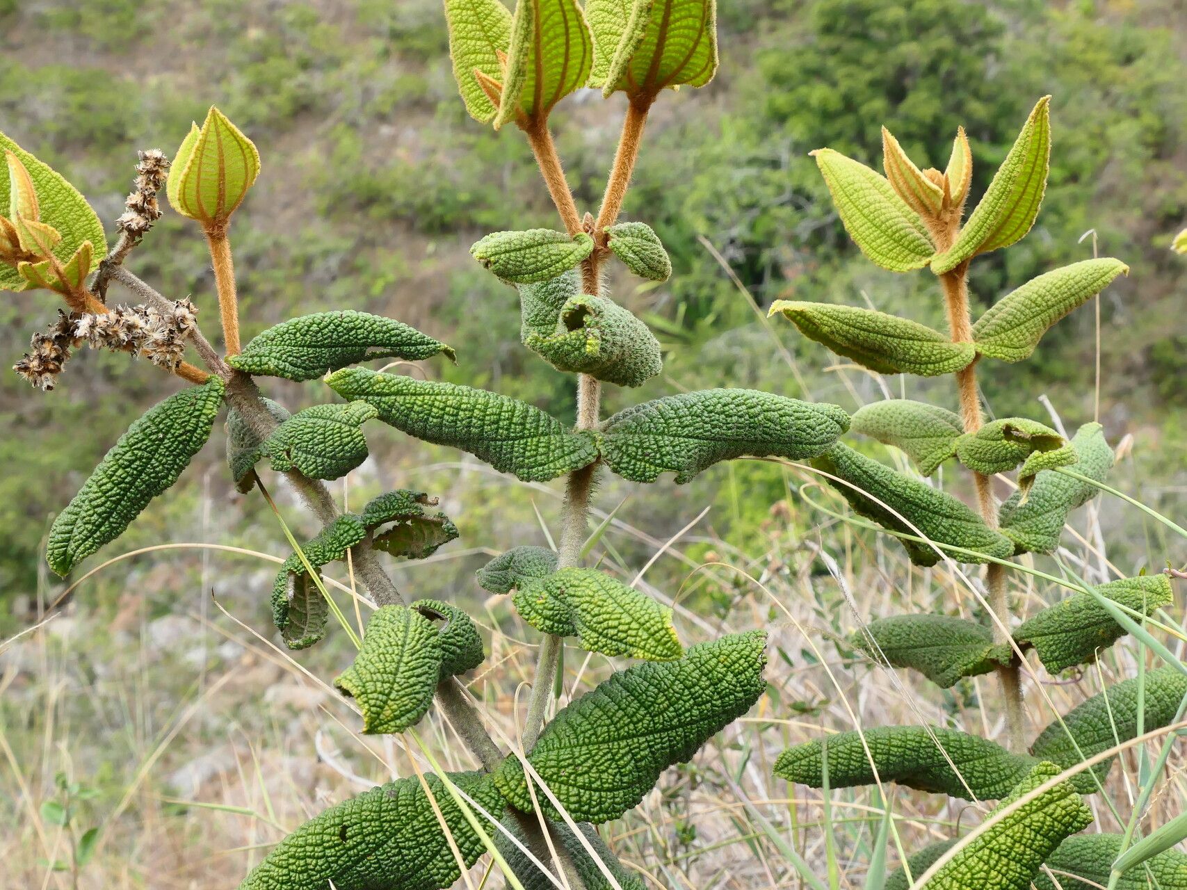 Miconia rufescens — houseplant care guide