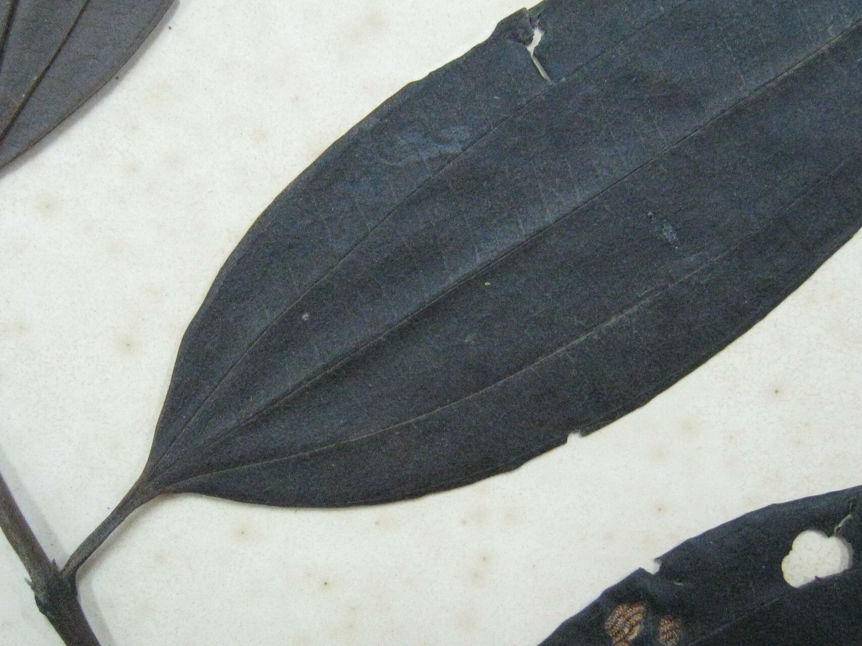 Miconia phaeophylla other