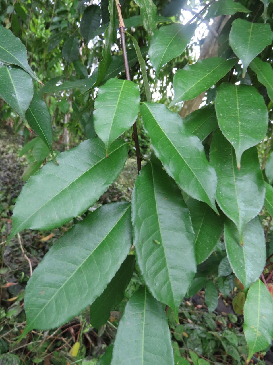 Mabea occidentalis leaf