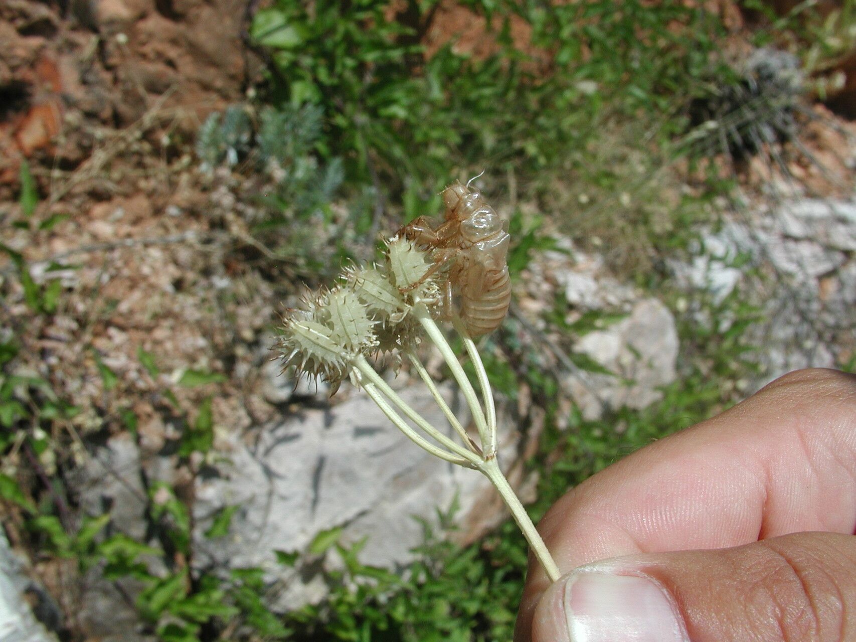 Orlaya daucoides fruit