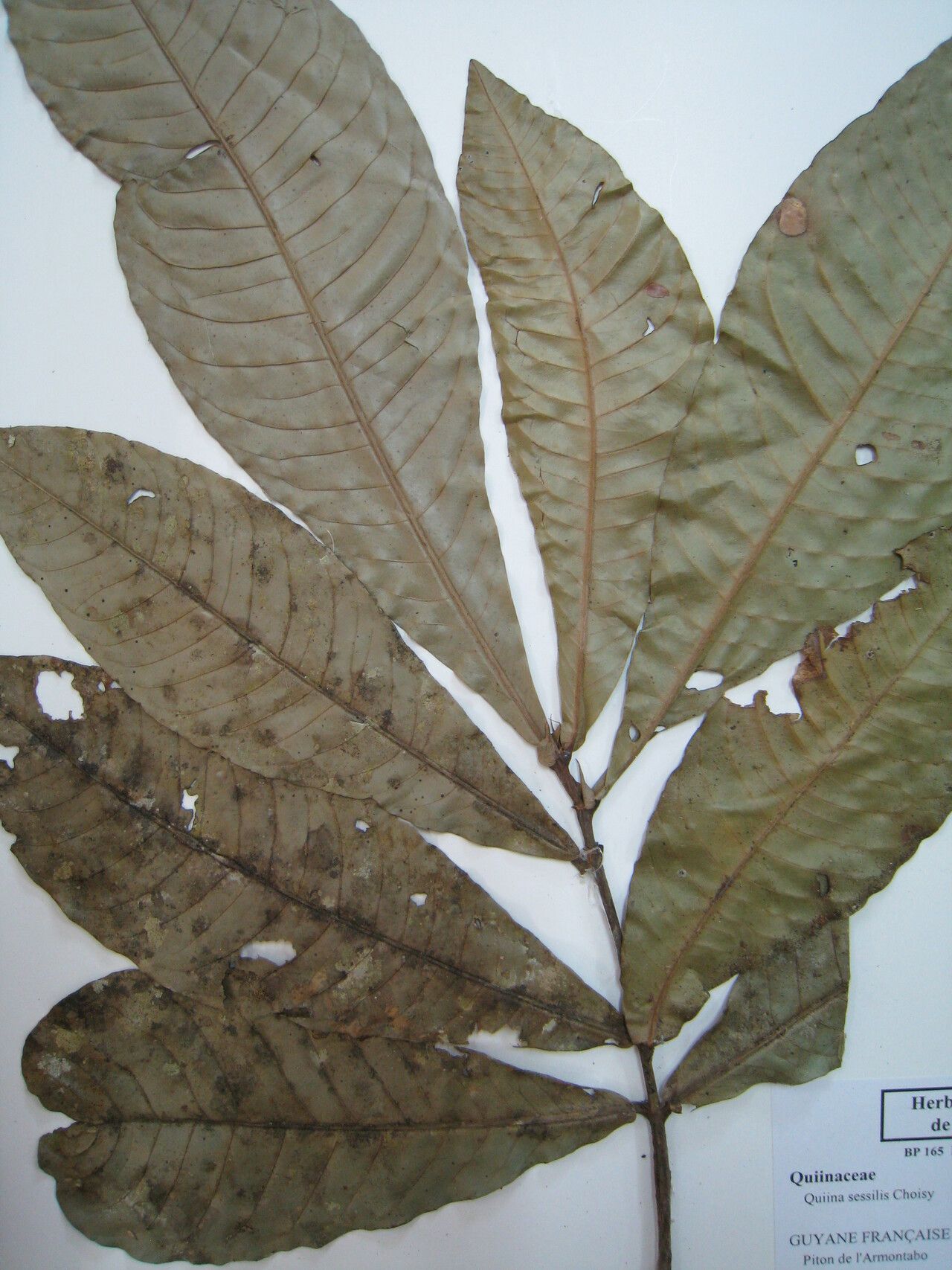 Quiina sessilis — houseplant care guide