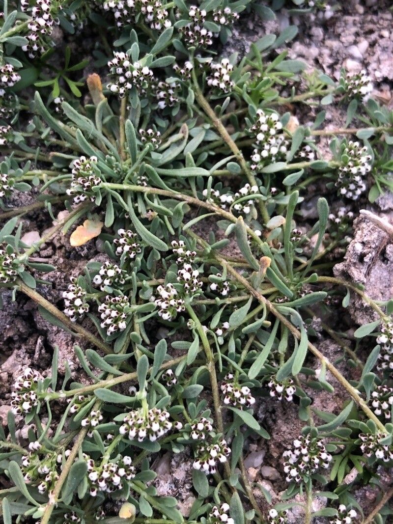 Corrigiola littoralis — related species from the same genus