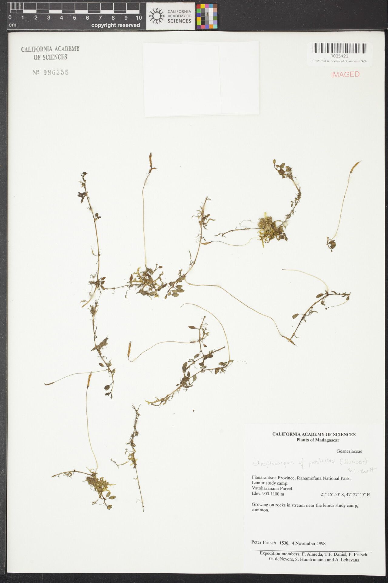 Streptocarpus prostratus — search result for 'Streptocarpus'