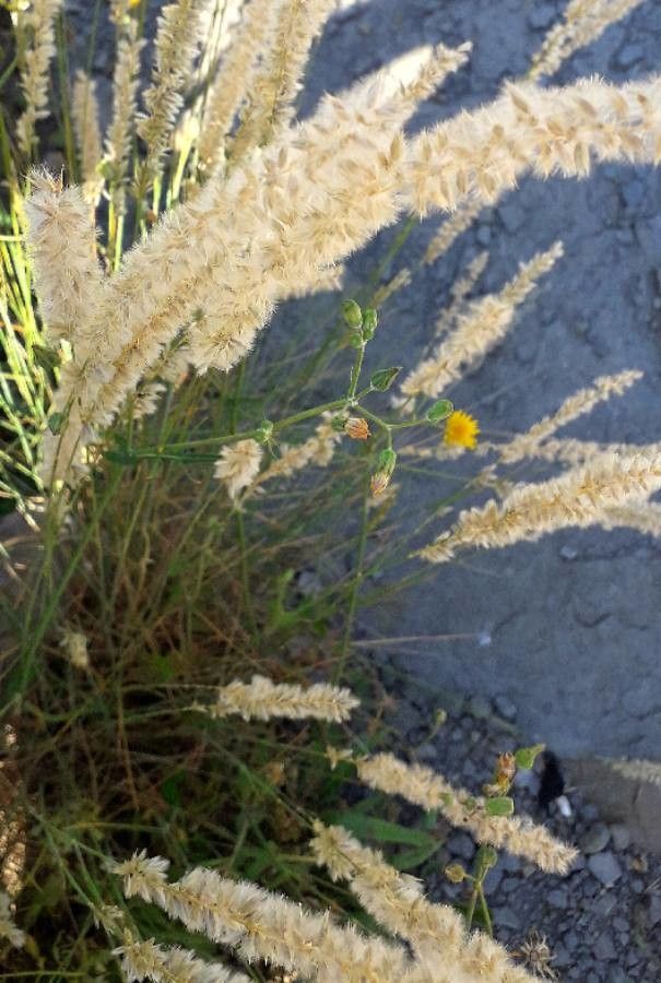 Melica ciliata flower