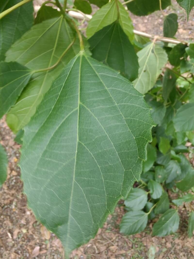 Alchornea glandulosa — houseplant care guide