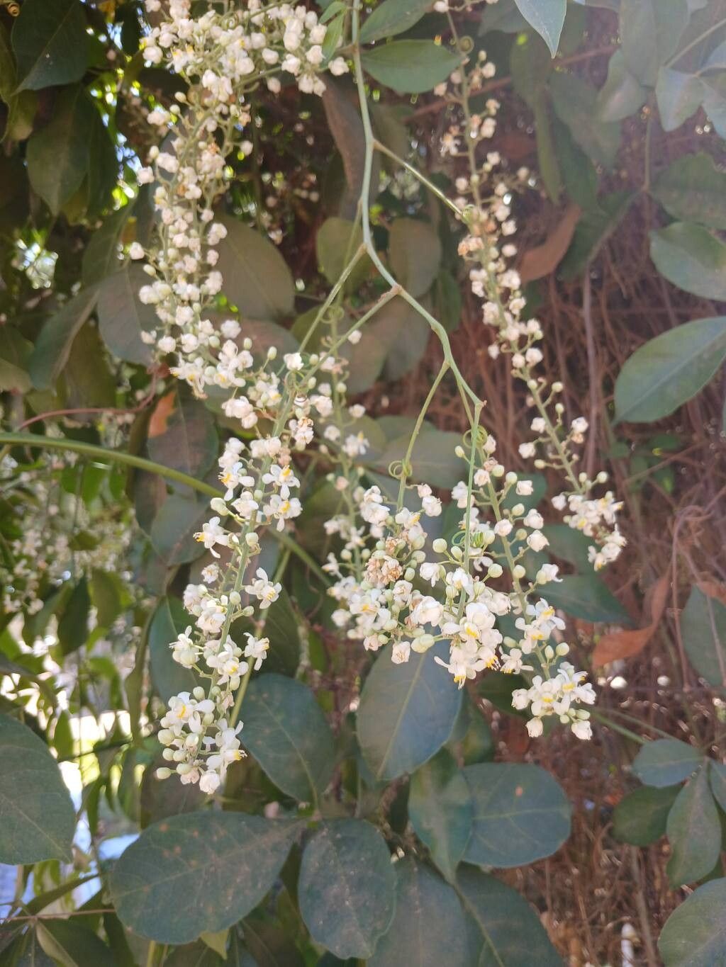 Serjania lethalis flower
