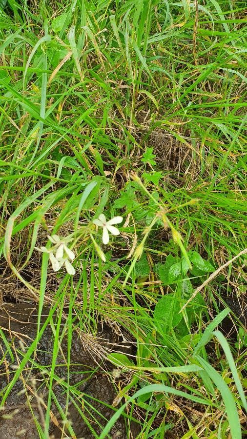 Pelargonium alchemilloides habit