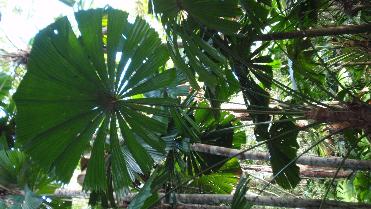 Licuala ramsayi habit