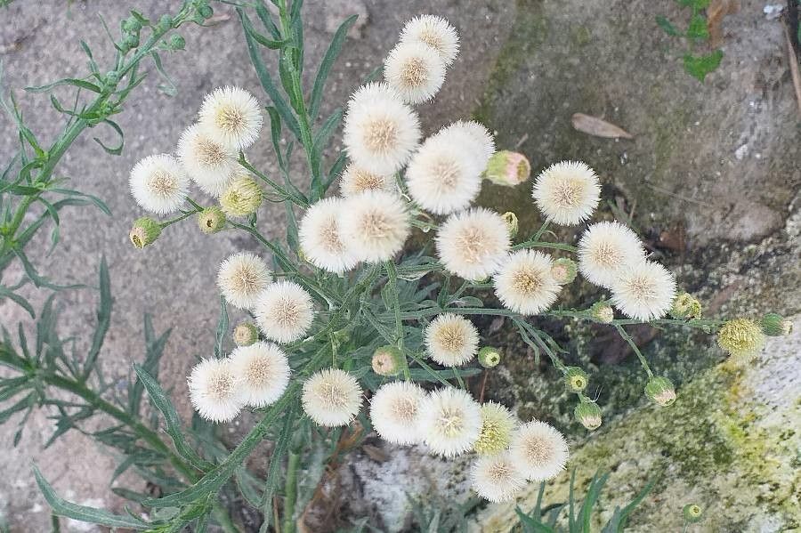 Conyza bonariensis fruit